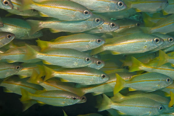 Balık binlerce ortasında