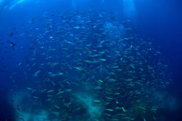 Pesce ciotola — Foto Stock