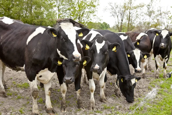 Stádo krav na plot — Stock fotografie