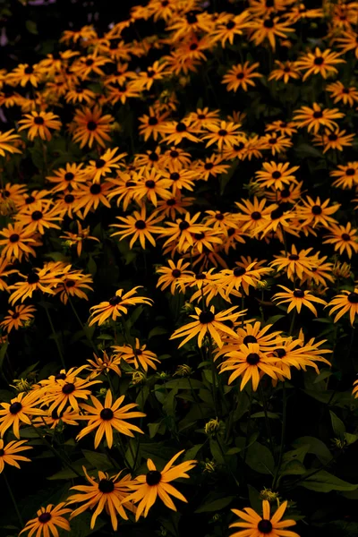 Flores de sonho em agosto — Fotografia de Stock