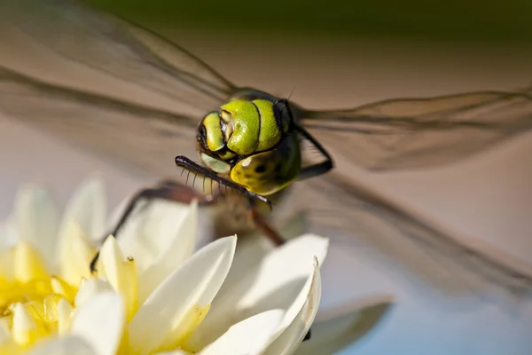 Libélula sob seus cuidados — Fotografia de Stock