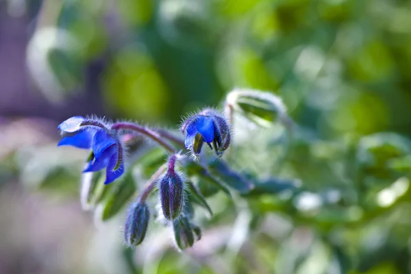 Borageflower — Stockfoto