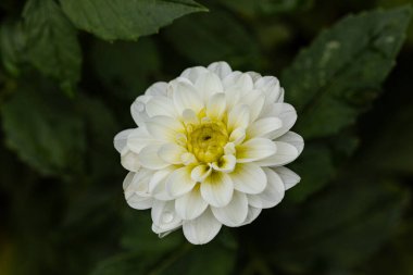 Herrlich diese Dahlienbluete in Regen