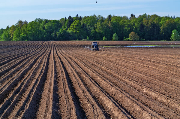 Tractor sows plowed spring field.