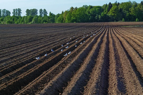 Frühling gepflügtes Feld und die Vögel. — Stockfoto