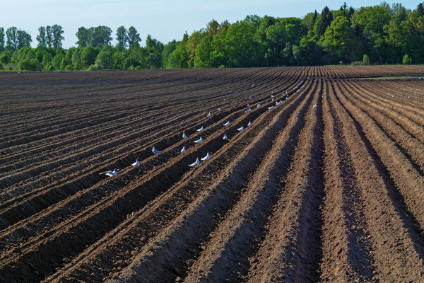 Spring plowed field and the birds.