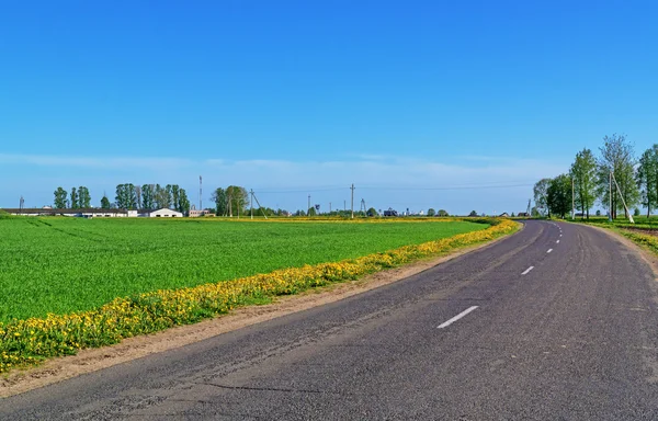 Asfalt yol dandelions alanıyla bahar aracılığıyla.
