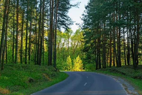 Asfalt yol bahar ormanı.