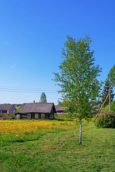 Yellow dandelions near old wooden rural houses. — Stock Photo, Image