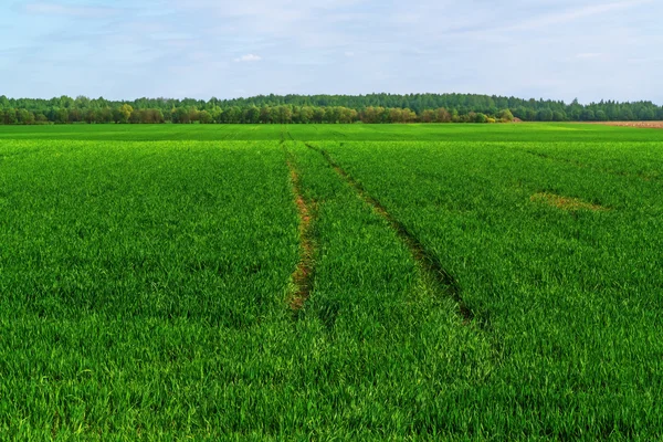 Grüner Frühling landwirtschaftliches Feld. — Stockfoto