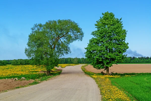 Sandy yolda tarım alanı.