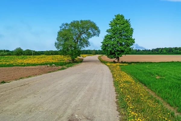 Sandy road through agricultural field. — Stock Photo, Image