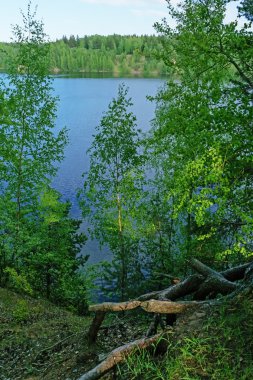 Ağaçlar göle dik kenarı.