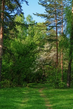 Bahar Orman. Forest Road.