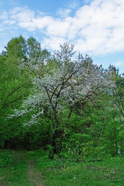 Elma ağacı ile bahar yeşil orman.