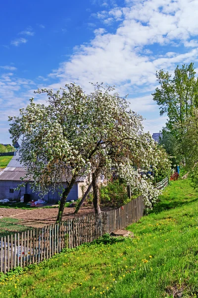 Wiosną ogród na wsi - kwitnących jabłoni. — Zdjęcie stockowe