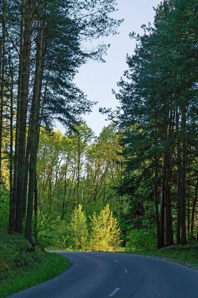 Aszfaltozott út az erdőn keresztül. — Stock Fotó