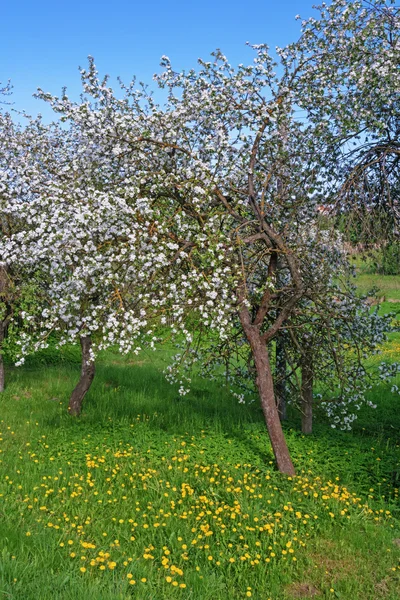 Spring garden in the village - blooming apple trees. — Stock Photo, Image