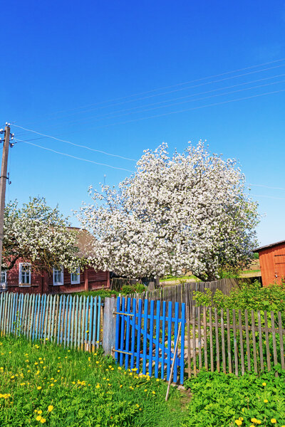 Spring garden in the village - blooming apple trees.