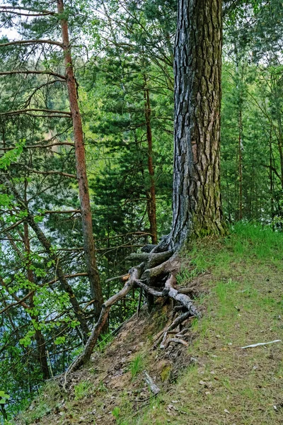 Göle dik kıyısında çam. — Stok fotoğraf