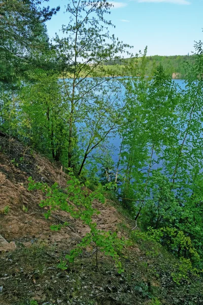 The trees on the steep coast of the lake. — Stock Photo, Image