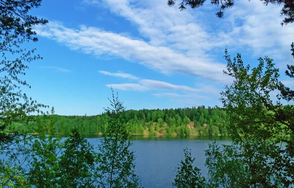 Voorjaarsgroen bos. — Stockfoto