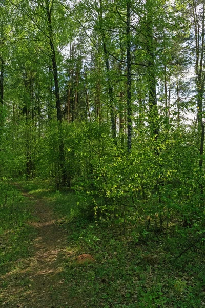 Bahar orman. Ağaçların altında yolu. — Stok fotoğraf