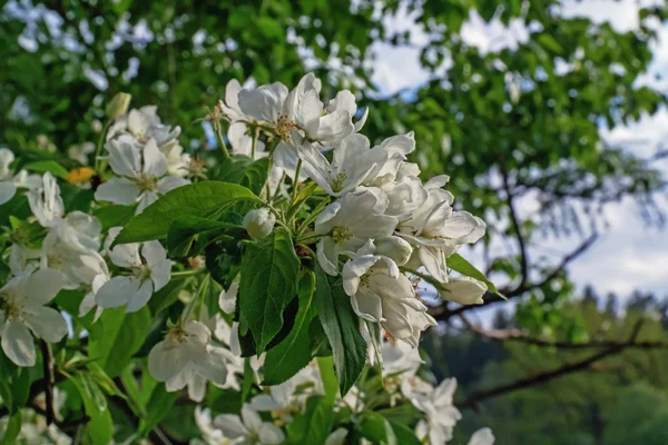 Bahar orman ve çiçek açması bir elma ağacı.