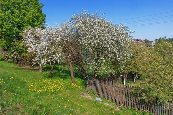Frühlingsgarten im Dorf - blühende Apfelbäume. Stockbild
