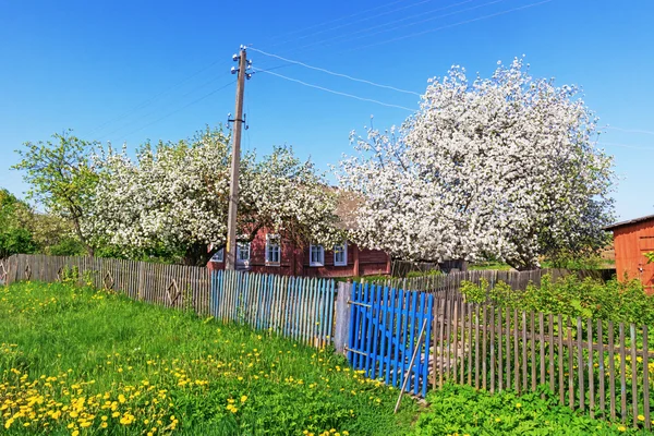 Jardín de primavera en el pueblo - manzanos florecientes . Imagen de stock