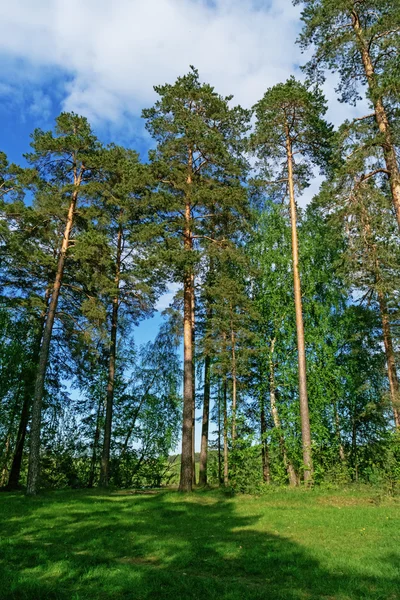 Spring green forest with pine trees. Stock Photo