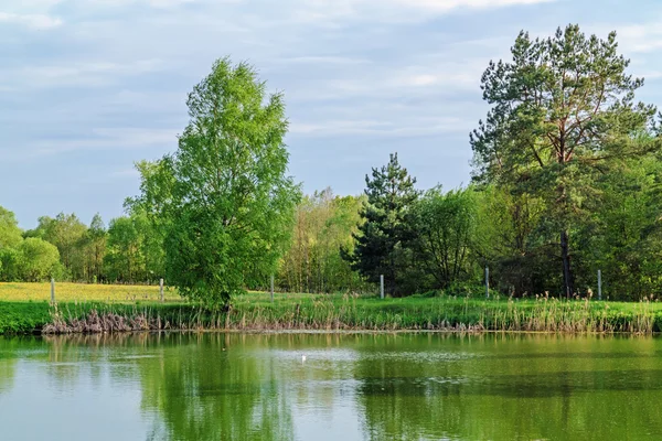 Bahar - gölet, baston, ağaçlar ve karahindiba ile çayır.