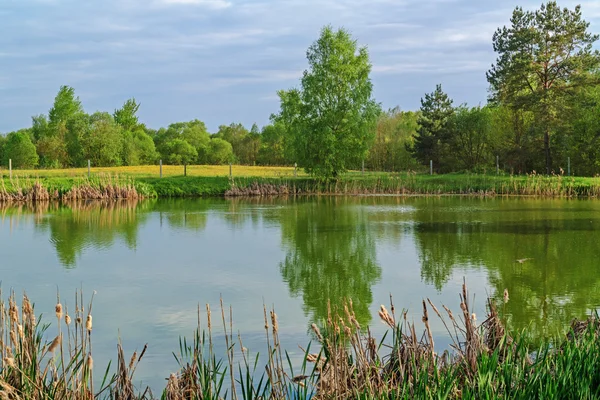 Tavasz - tó, a cukornád, a fák és a rét, pitypang. — Stock Fotó