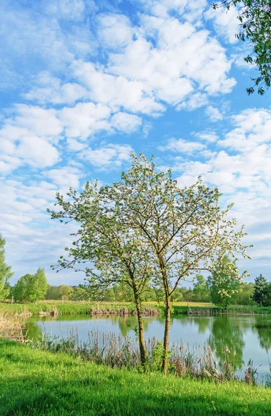 Spring - lonely apple tree and pond. — Stock Photo, Image