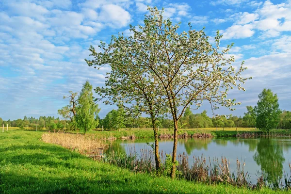 Bahar - yalnız elma ağacı ve su birikintisi.