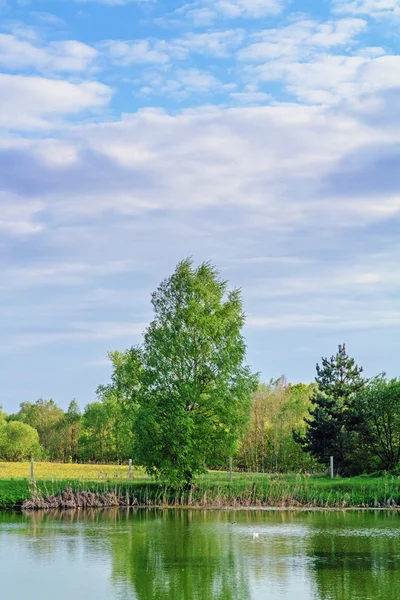 Spring - pond, cane, trees and meadow with dandelions. — Stock Photo, Image