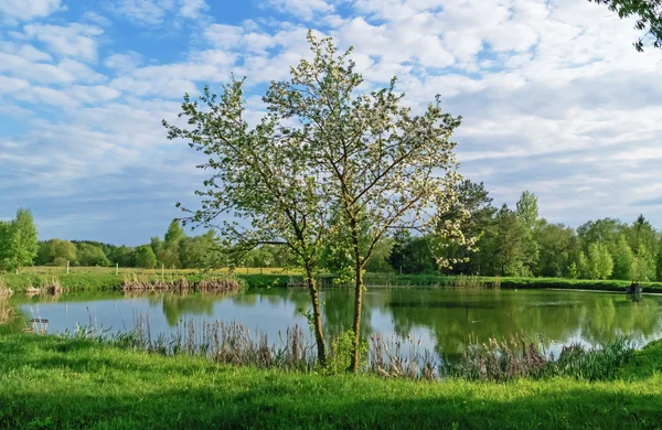 Spring - lonely apple tree and pond. Stock Image