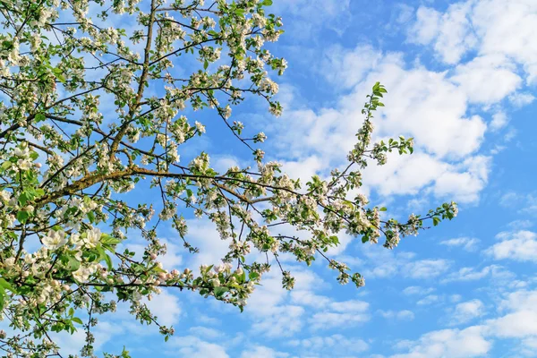 Frühling - einsame Apfelbaumzweige. lizenzfreie Stockfotos