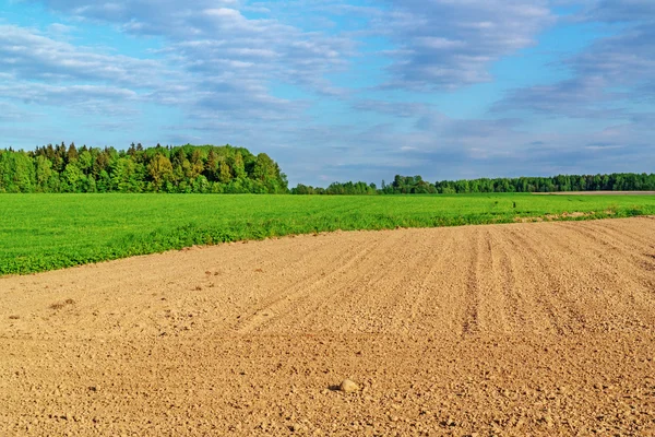 Campo de mola folheada . Imagens De Bancos De Imagens