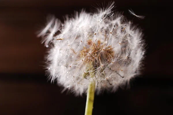 Closeup of dandelion with water drops — Stock Photo, Image