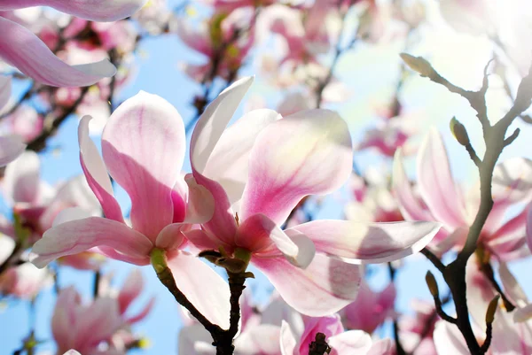 Beautiful pink magnolia in spring sunshine — Stock Photo, Image