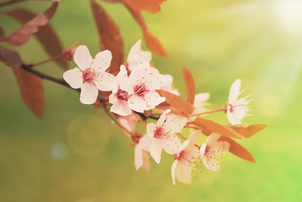 Våren blommande i solljus — Stockfoto