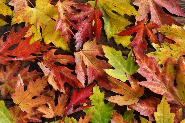 Herfst Achtergrond Met Kleurrijke Natte Esdoorn Bladeren Met Regendruppels Liggend — Stockfoto