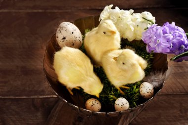 Paskalya 'da, ahşap masadaki antika metal kasede üç tatlı tavuk yaşarmış.