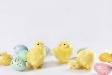 Paskalya 'da beyaz arka planda üç tatlı tavuk ve pastel renkli yumurtalarla sakin bir hayat. 