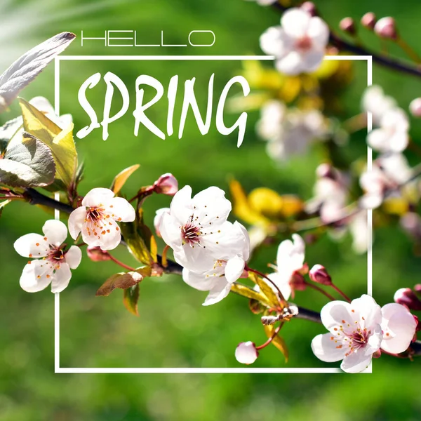 Colorful Spring Background White Frame Blooming Fruit Tree Branch Text — Stock Photo, Image