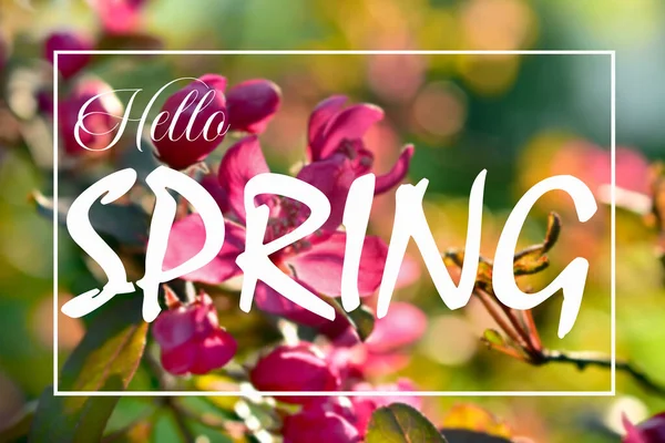 Beautiful Color Spring Background Branch Blooming Fruit Tree Inscription Hello — Stock Photo, Image