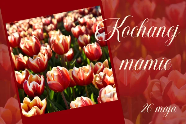 Greeting Card Beautiful Red White Tulips Mother Day Text Polish — Stock Photo, Image