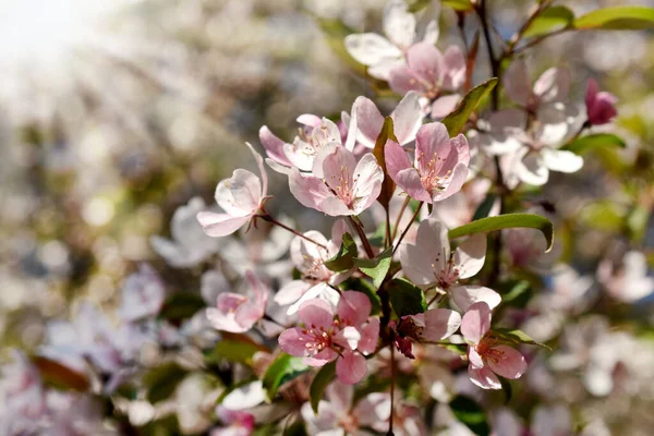 Hermosa Rama Árbol Frutal Llena Flores Color Rosa Primavera Blanco —  Fotos de Stock