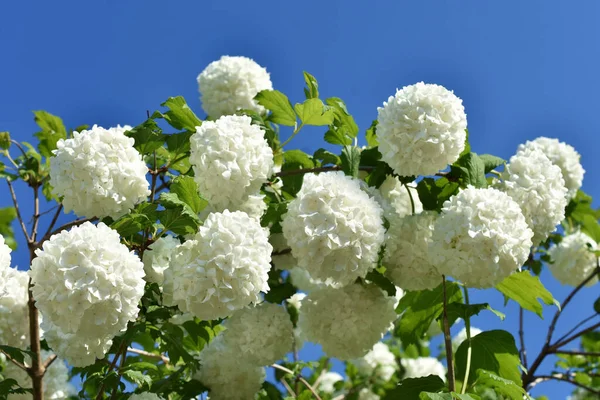 Rama Flor Viburnum Opulus Con Flores Blancas Bola Nieve Jardín —  Fotos de Stock